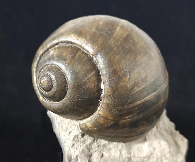 Ampullina sp. (FRUSSAC 1822) - Bild © FossNet FossilienStore